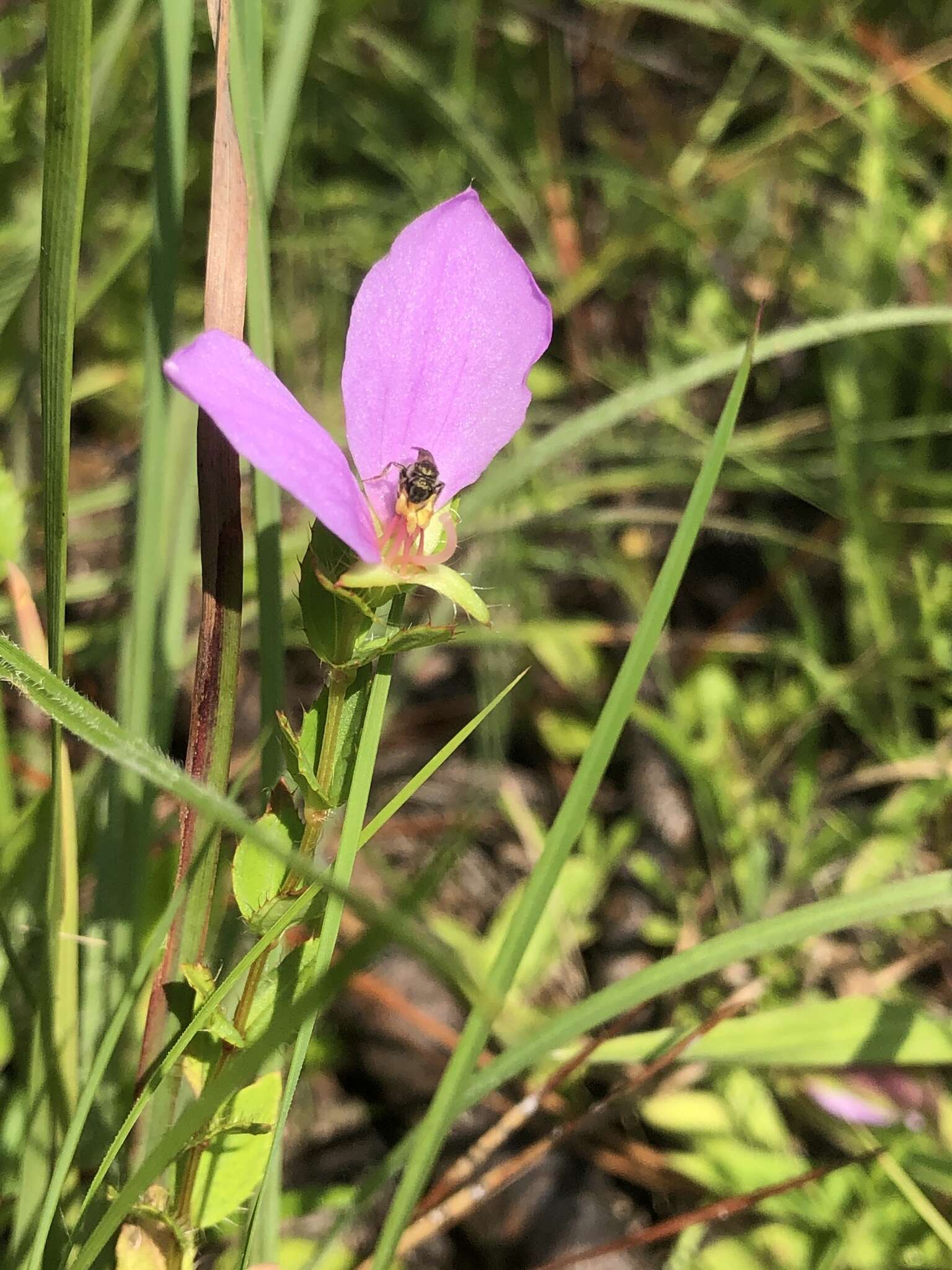 Imagem de Rhexia petiolata Walt.