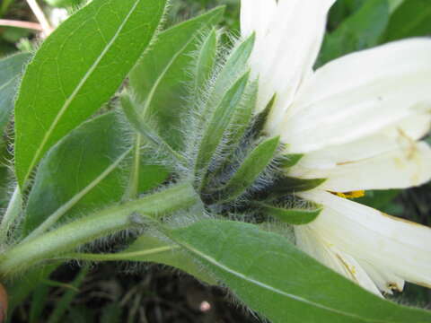 Image of White-Ray Mule's-Ears