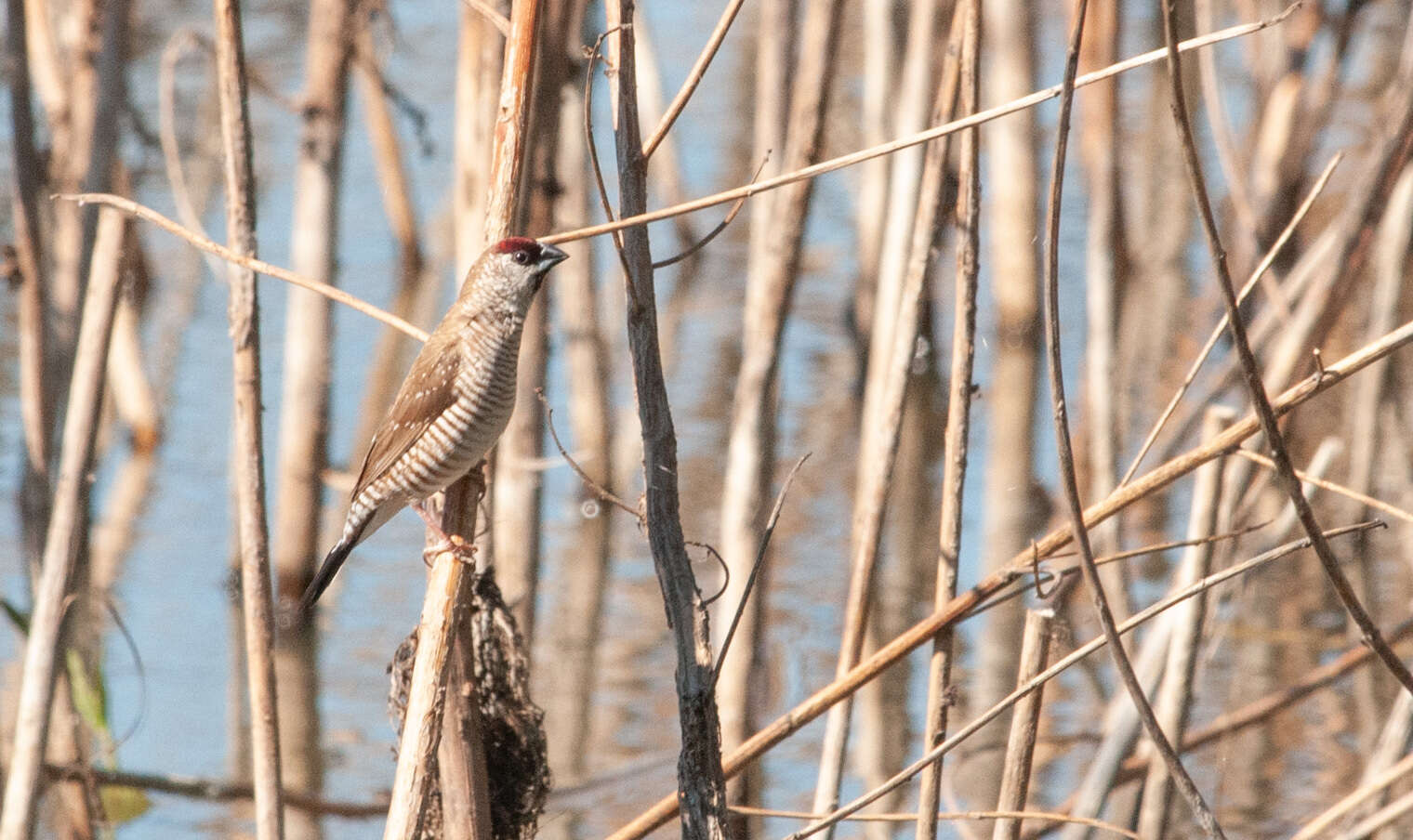 Image of Plum-headed Finch