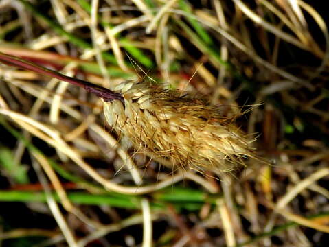 Imagem de Pentameris curvifolia (Schrad.) Nees