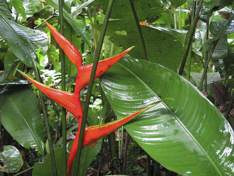 Image of Dwarf Jamaican Heliconia