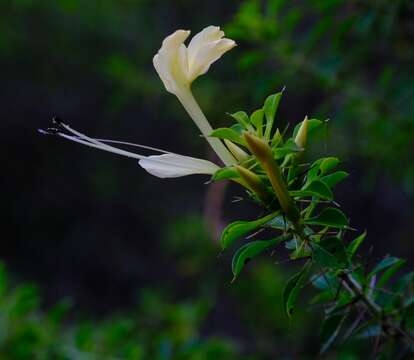 Image de Barleria rotundifolia Oberm.