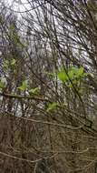 Image of Melicytus ramiflorus subsp. ramiflorus