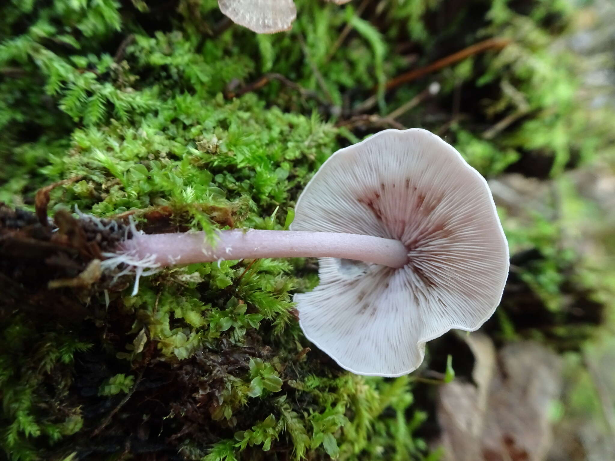 Image of Baeospora myriadophylla (Peck) Singer 1938