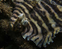 Image of yellow-spotted sole