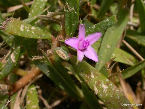 Plancia ëd Sesuvium portulacastrum (L.) L.