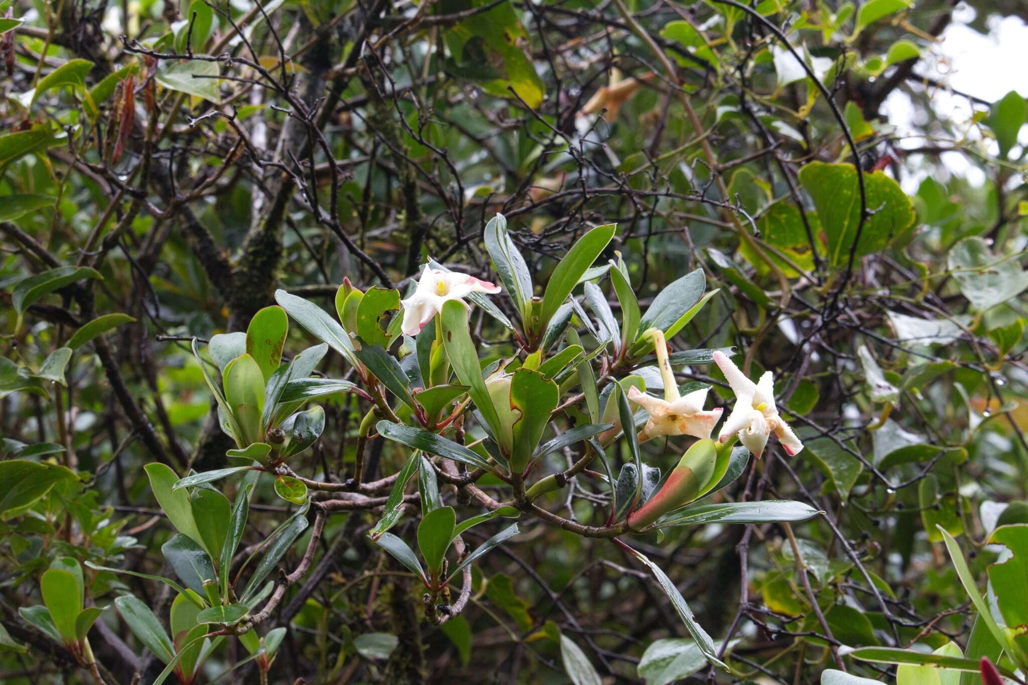 Image of Cosmibuena valerii (Standl.) C. M. Taylor