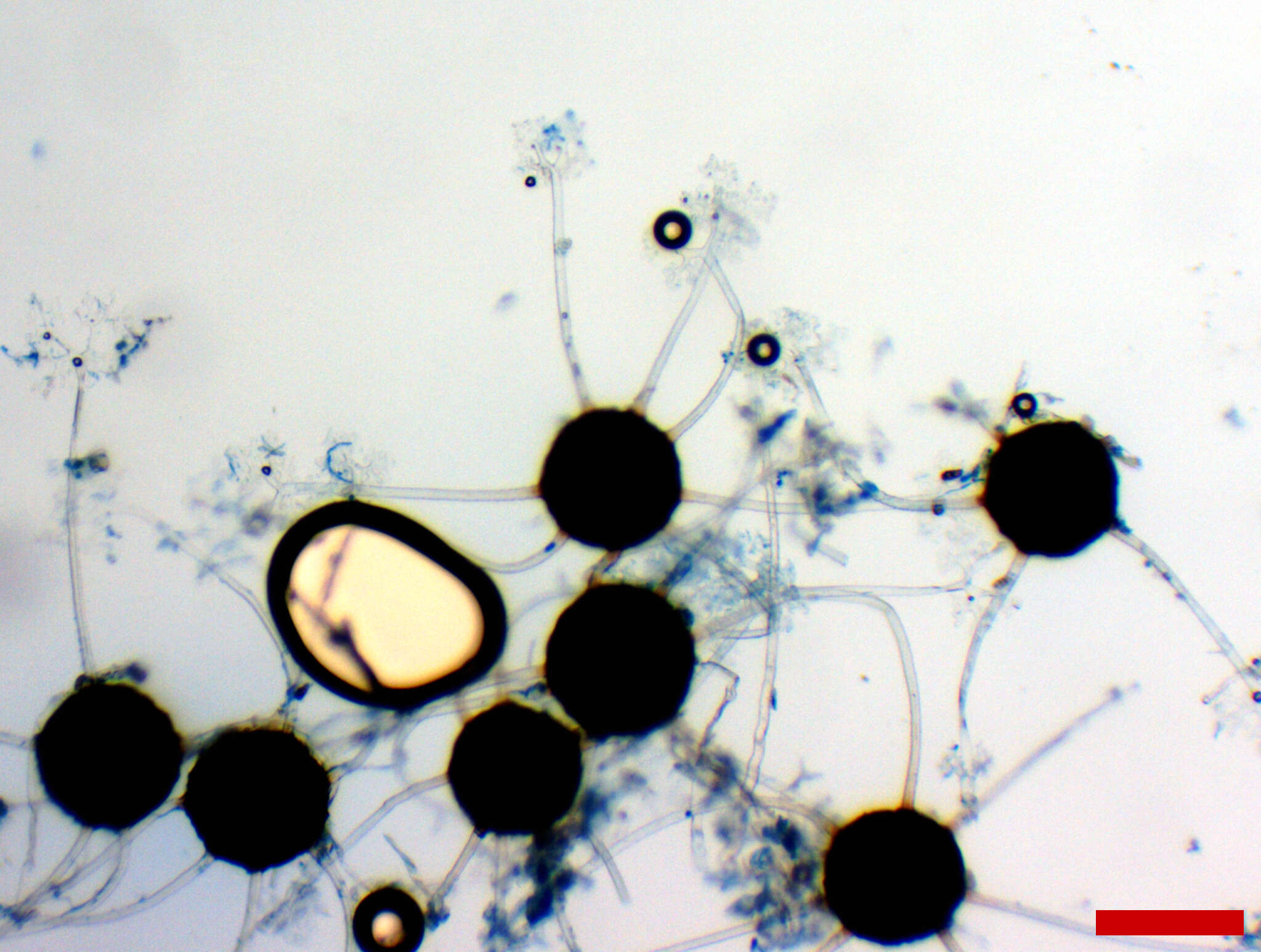 Image of Erysiphe extensa (Cooke & Peck) U. Braun & S. Takam. 2000