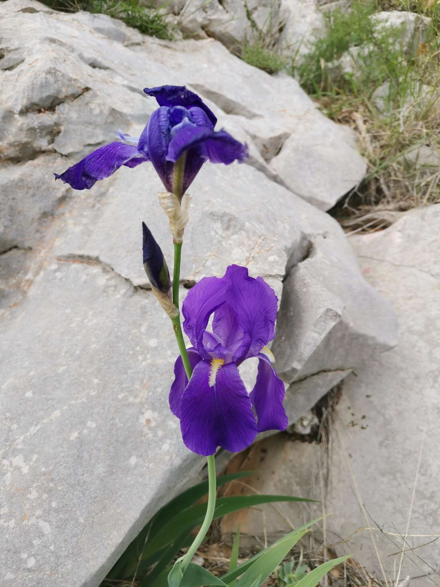 Imagem de Iris pallida subsp. illyrica (Tomm. ex Vis.) K. Richt.