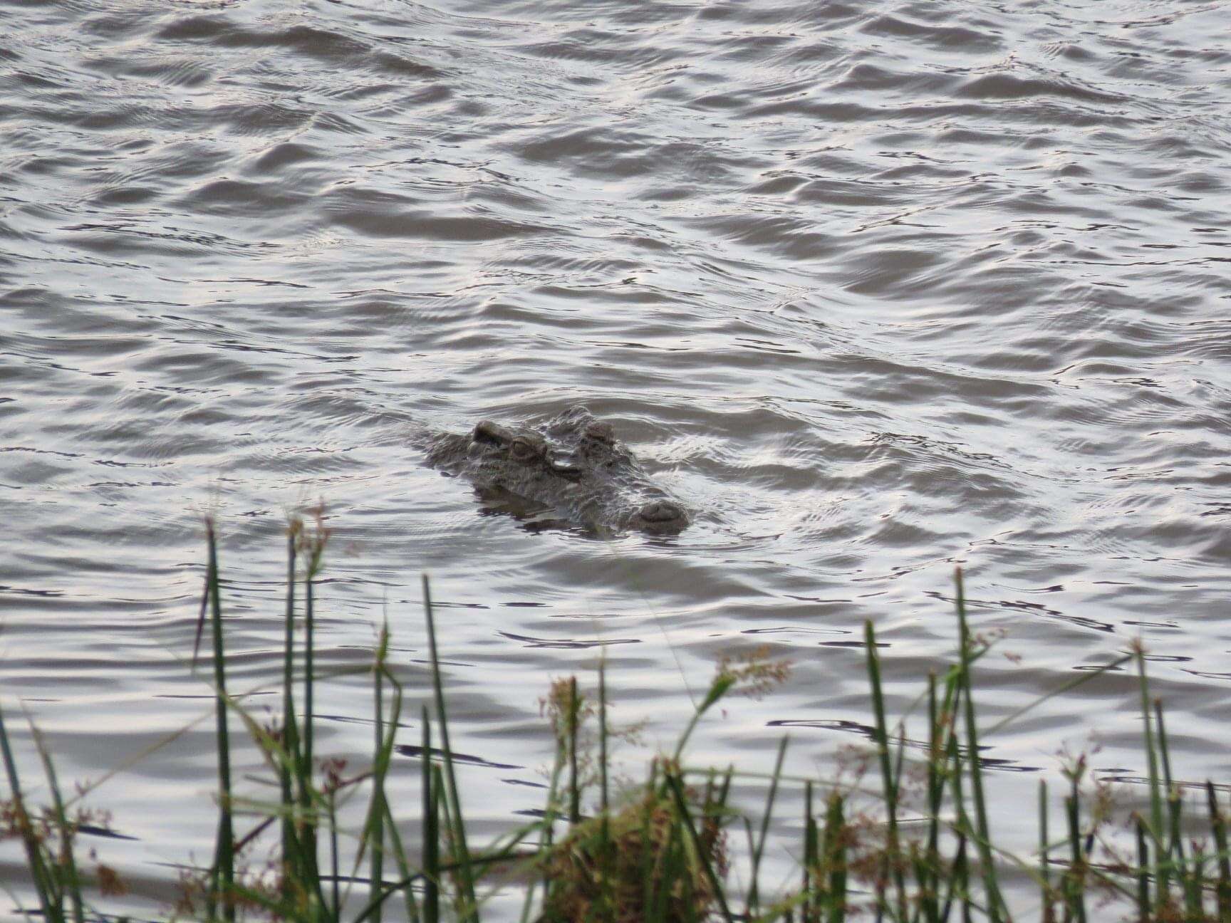 Image of Siamese Crocodile