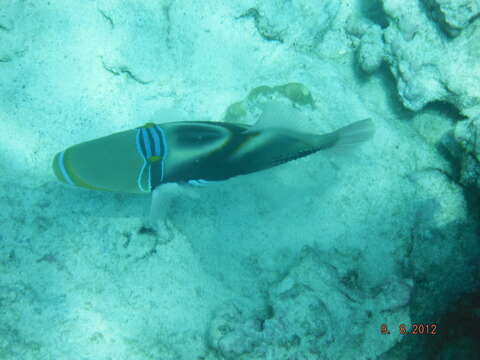 Image of Reef triggerfish