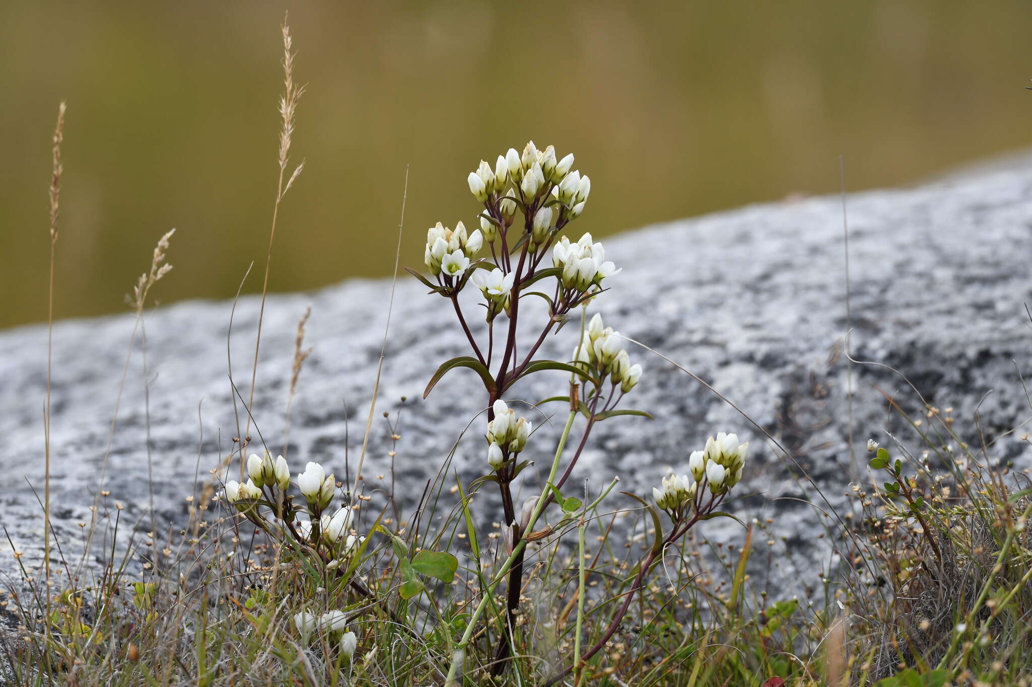 Image of Gentianella corymbifera subsp. corymbifera