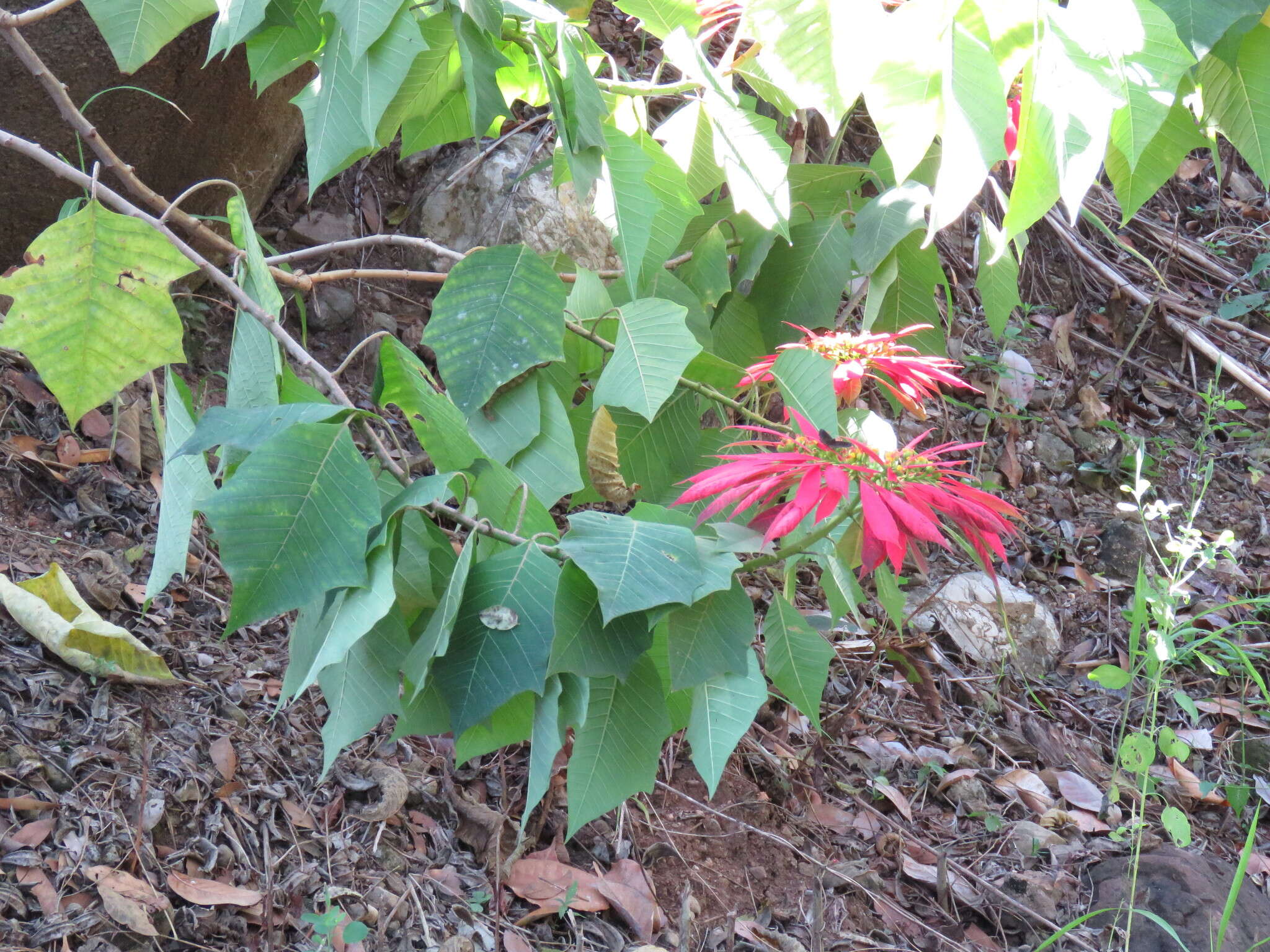 Image of poinsettia