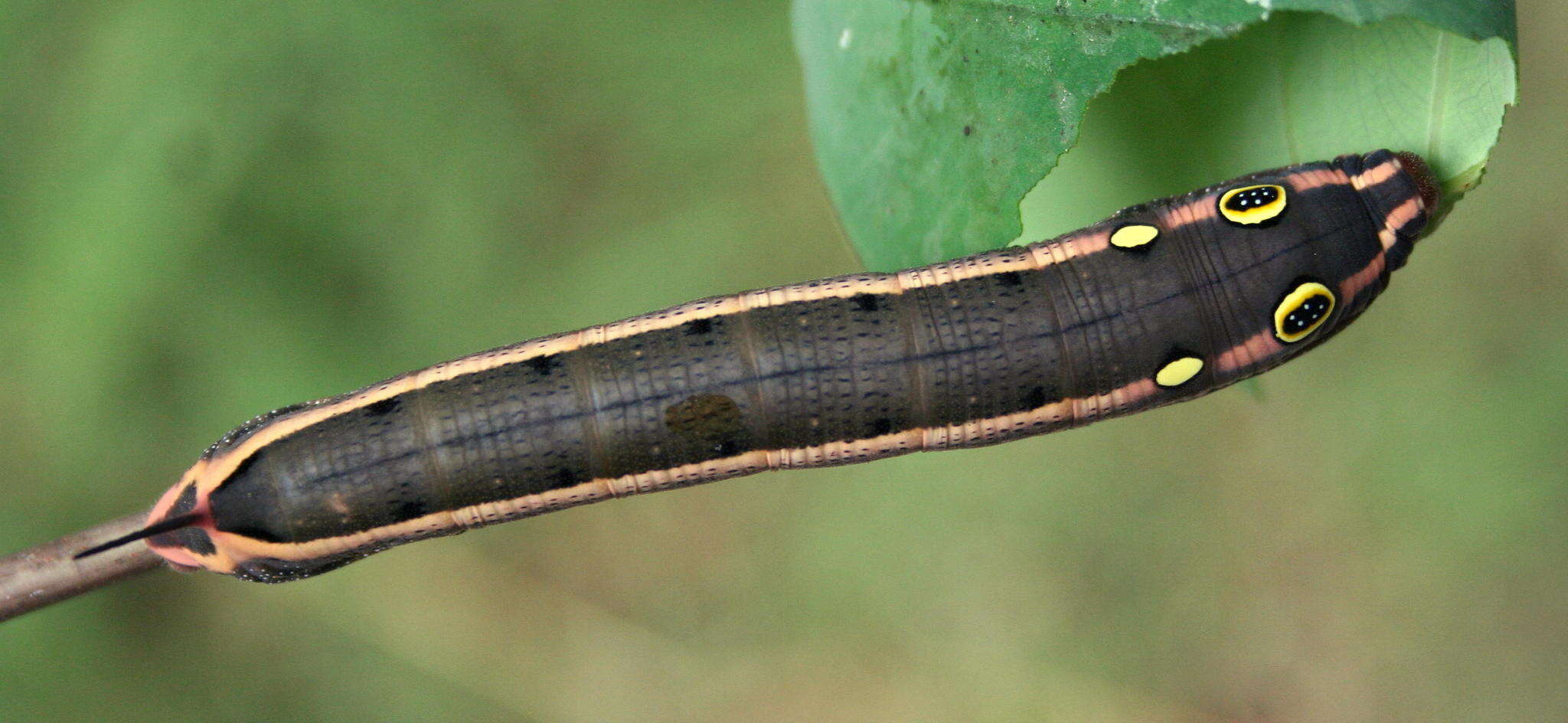 Image of Vine Hawk-Moth