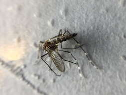 Image of Dengue fever mosquito