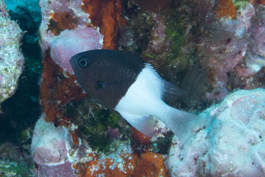 Image de Pycnochromis iomelas (Jordan & Seale 1906)