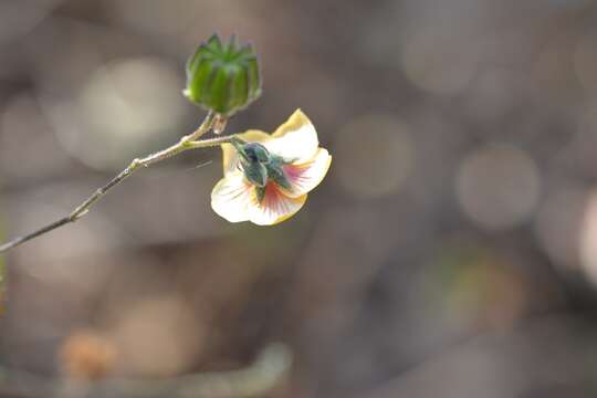 Image of Abutilon andrieuxii Hemsl.