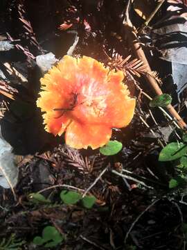 Imagem de Hygrocybe laetissima (A. H. Sm. & Hesler) Singer 1951