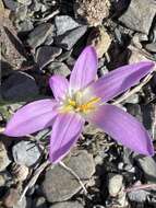 Image of Colchicum filifolium (Cambess.) Stef.