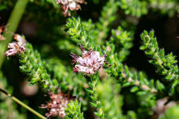 Plancia ëd Erica similis (N. E. Br.) E. G. H. Oliver