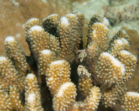 Image of Robust cactus coral