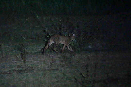 Image of jungle cat