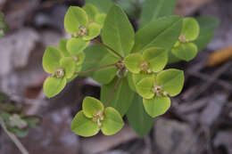 Слика од Euphorbia lucorum Rupr.