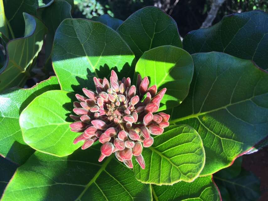 Image de Deplanchea sessilifolia (Vieill. ex Pancher) Steenis