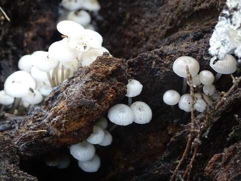 Tricholoma margarita (Murrill) Murrill 1940 resmi