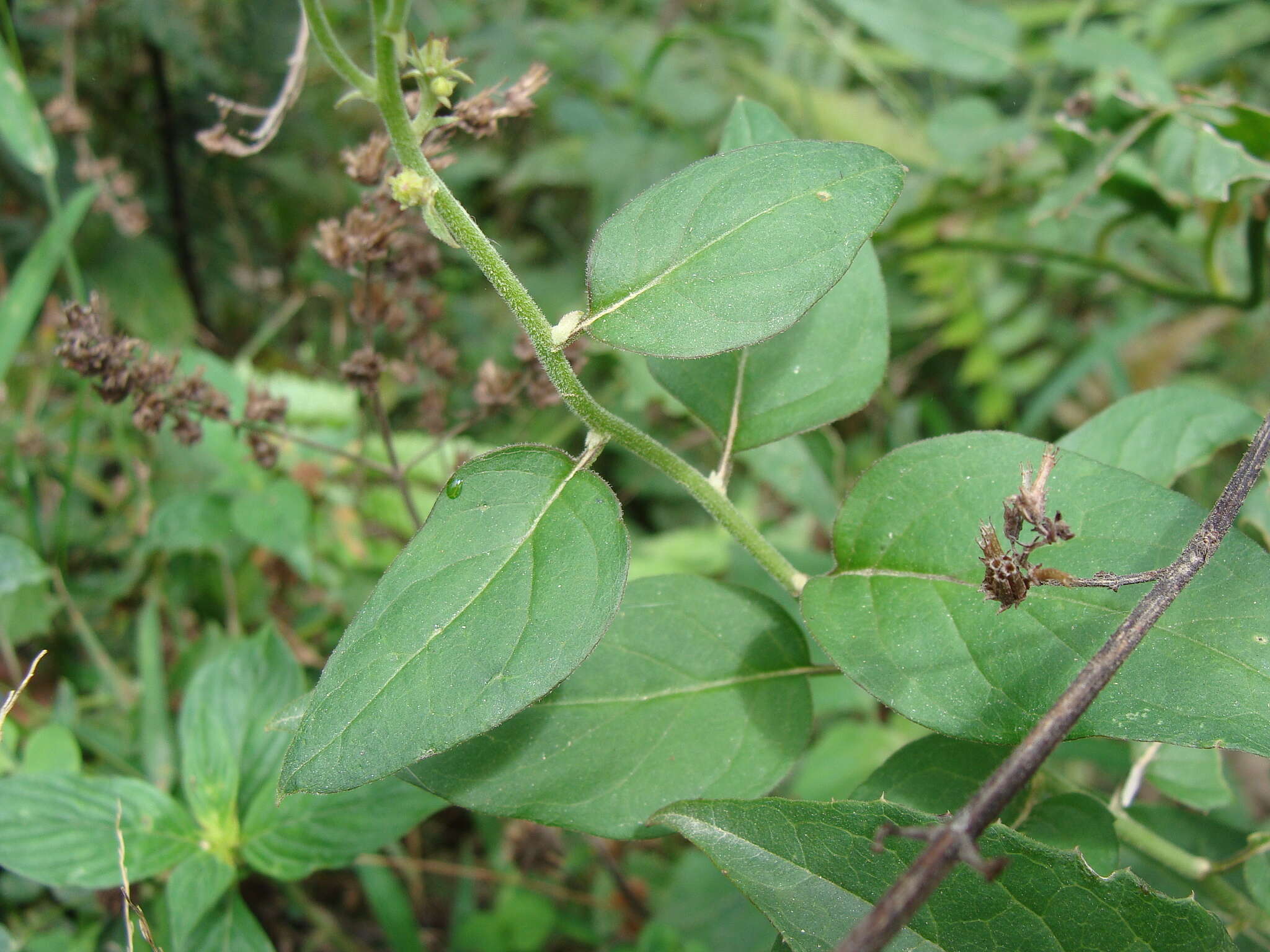 Image de Pseudogynoxys haenkei (DC.) Cabrera