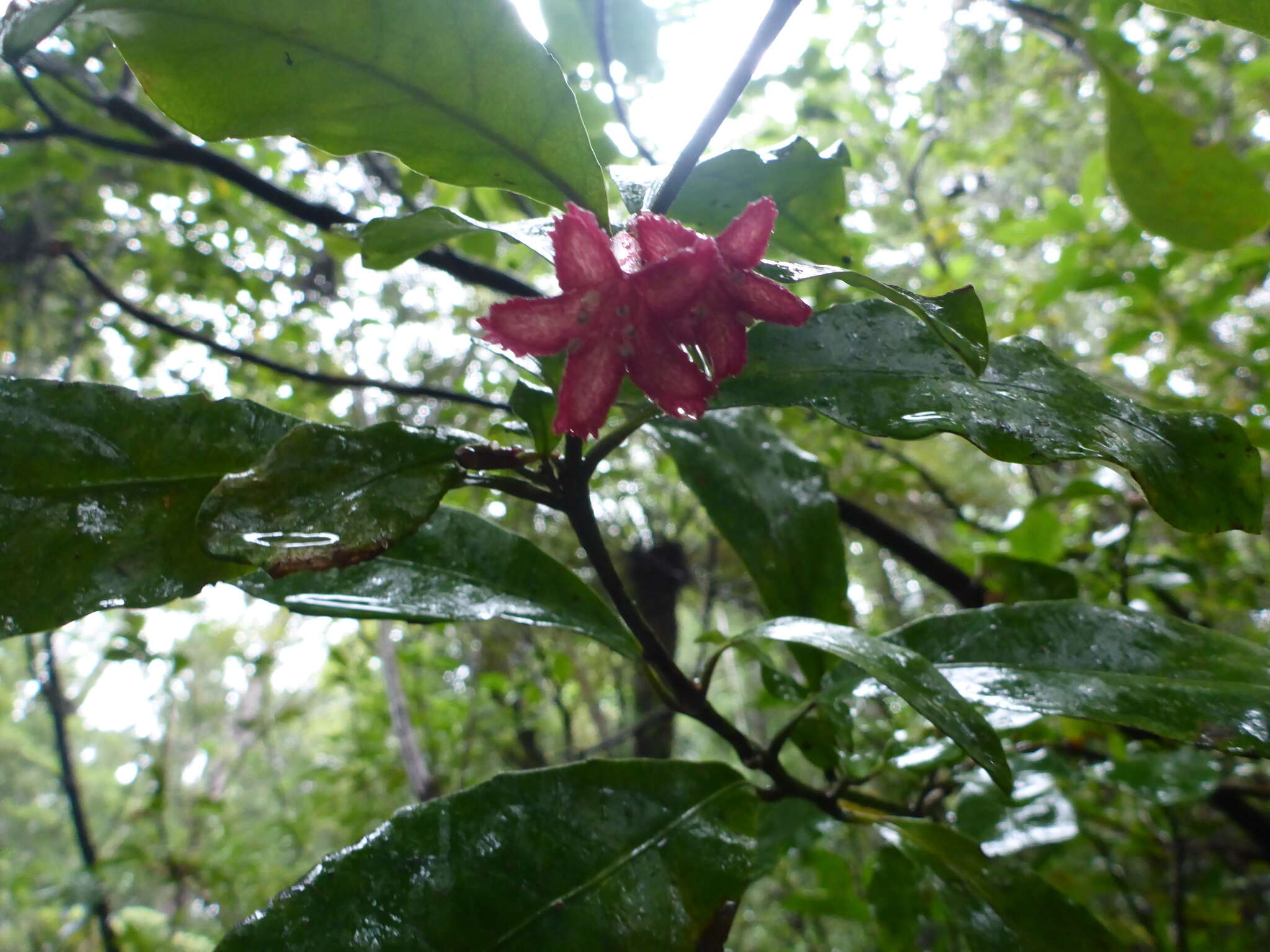 Image of Shrubby honeysuckle