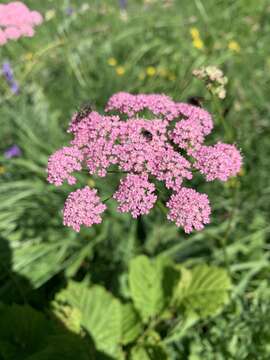 Image of Pimpinella rhodantha Boiss.