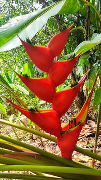 Image of Dwarf Jamaican Heliconia