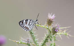 Image of Melanargia ines Hoffmannsegg 1804