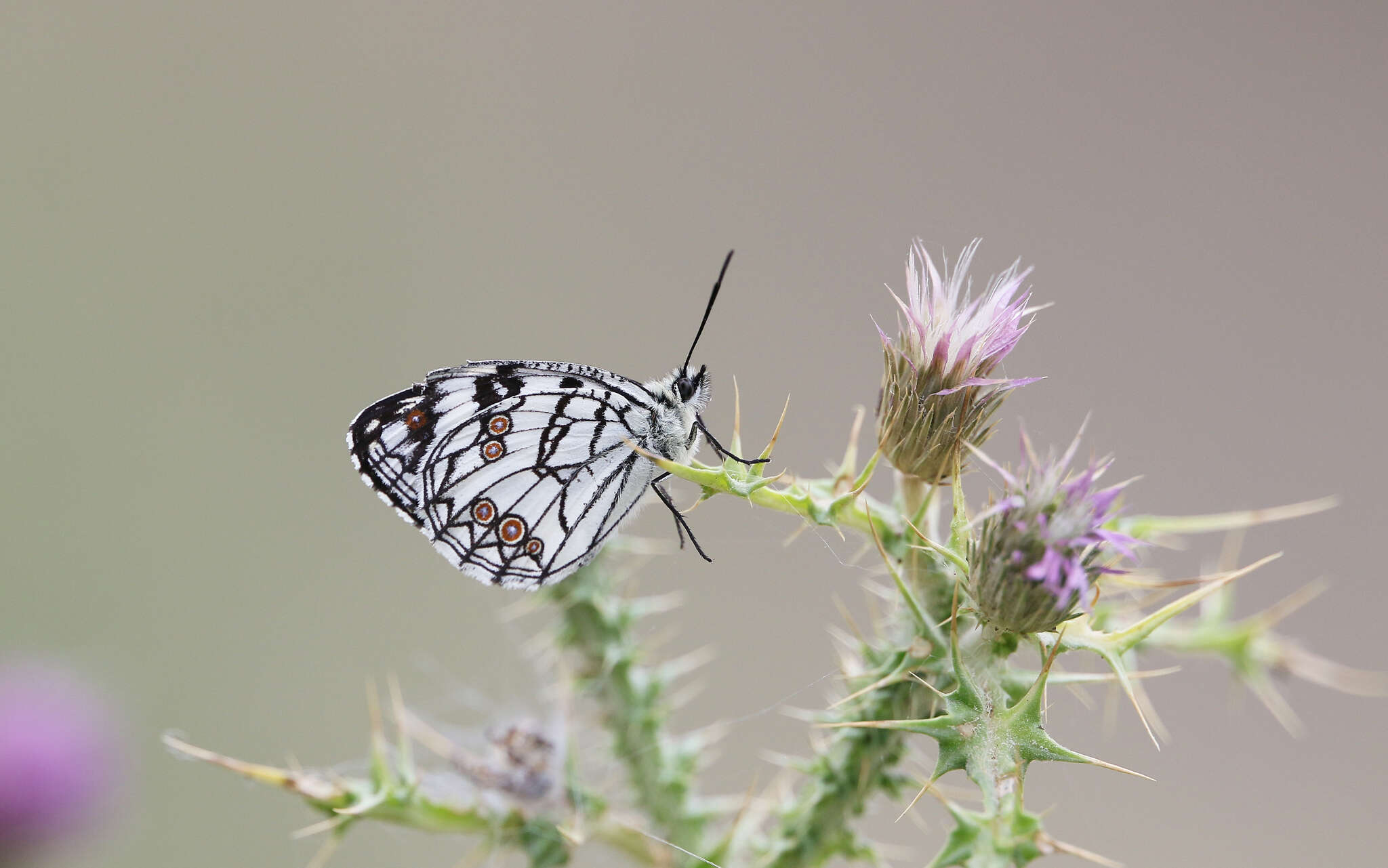 Image of Melanargia ines Hoffmannsegg 1804