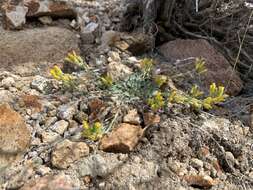 Image of King bladderpod