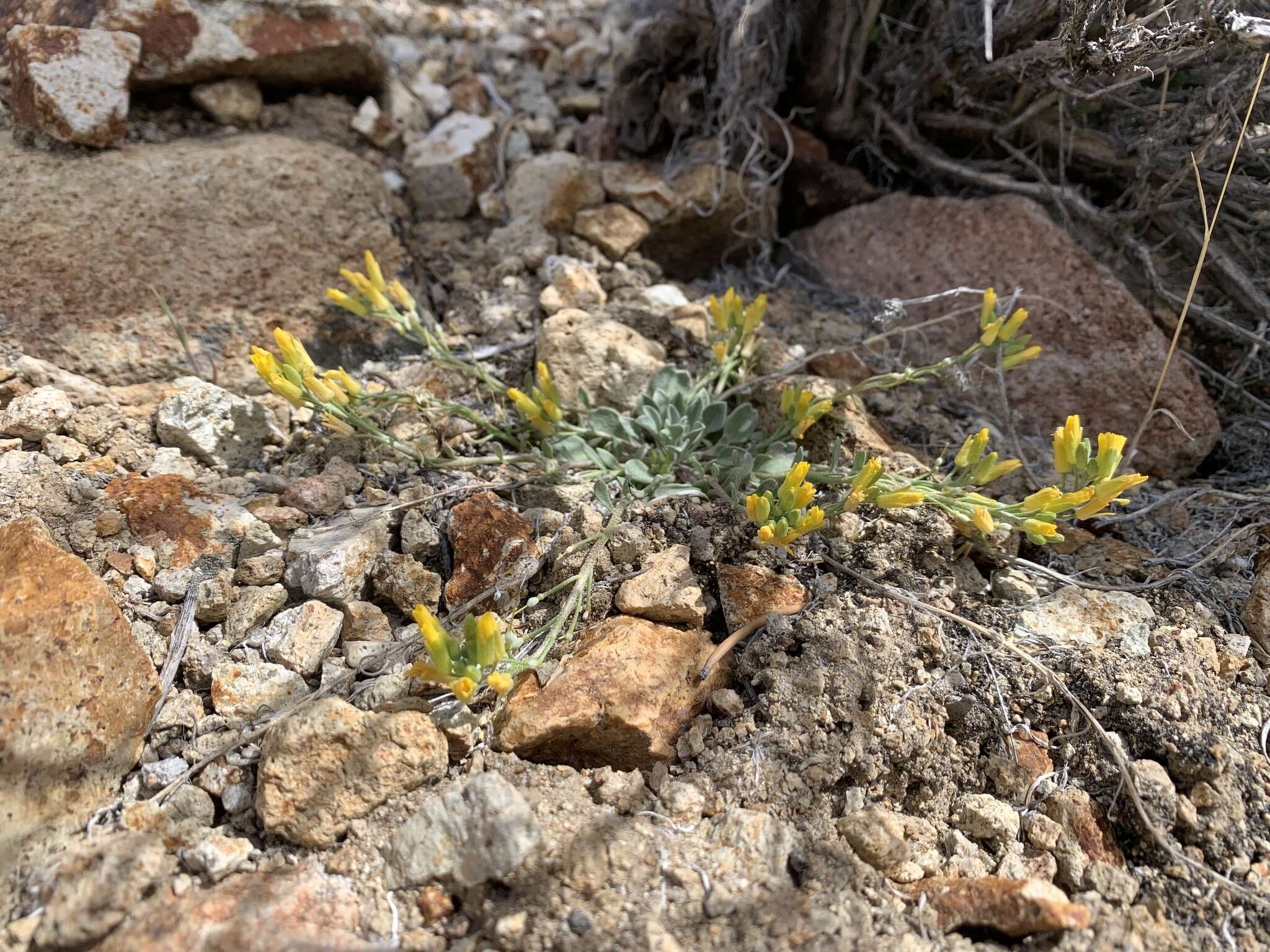 Physaria kingii (S. Watson) O'Kane & Al-Shehbaz的圖片