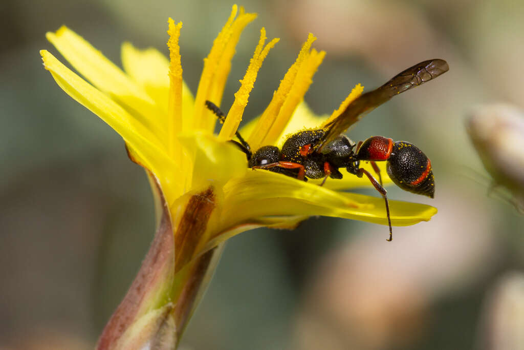 Imagem de Leptochilus eatoni (E. Saundas 1905)