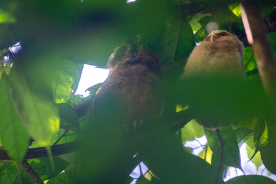 Image of White-fronted Scops Owl