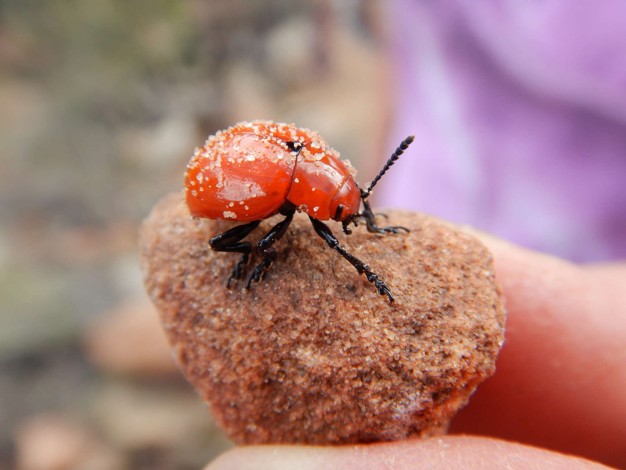 Image of Reddish Potato Beetle