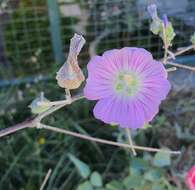 Imagem de Malva punctata (All.) Alef.