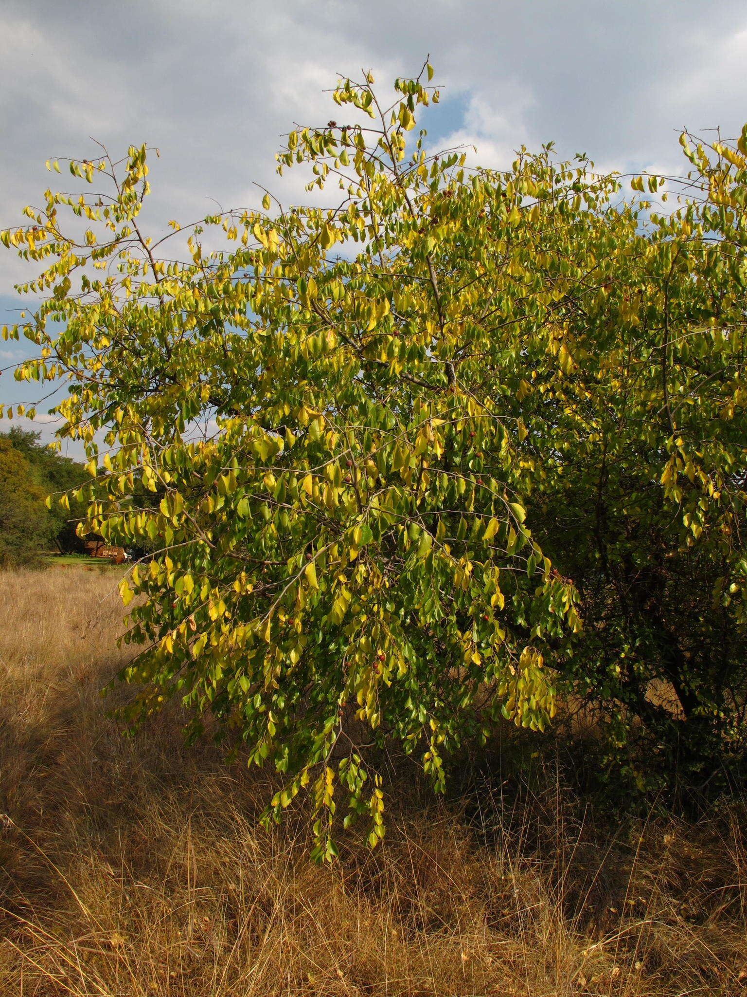 Image of Buffalo-thorn