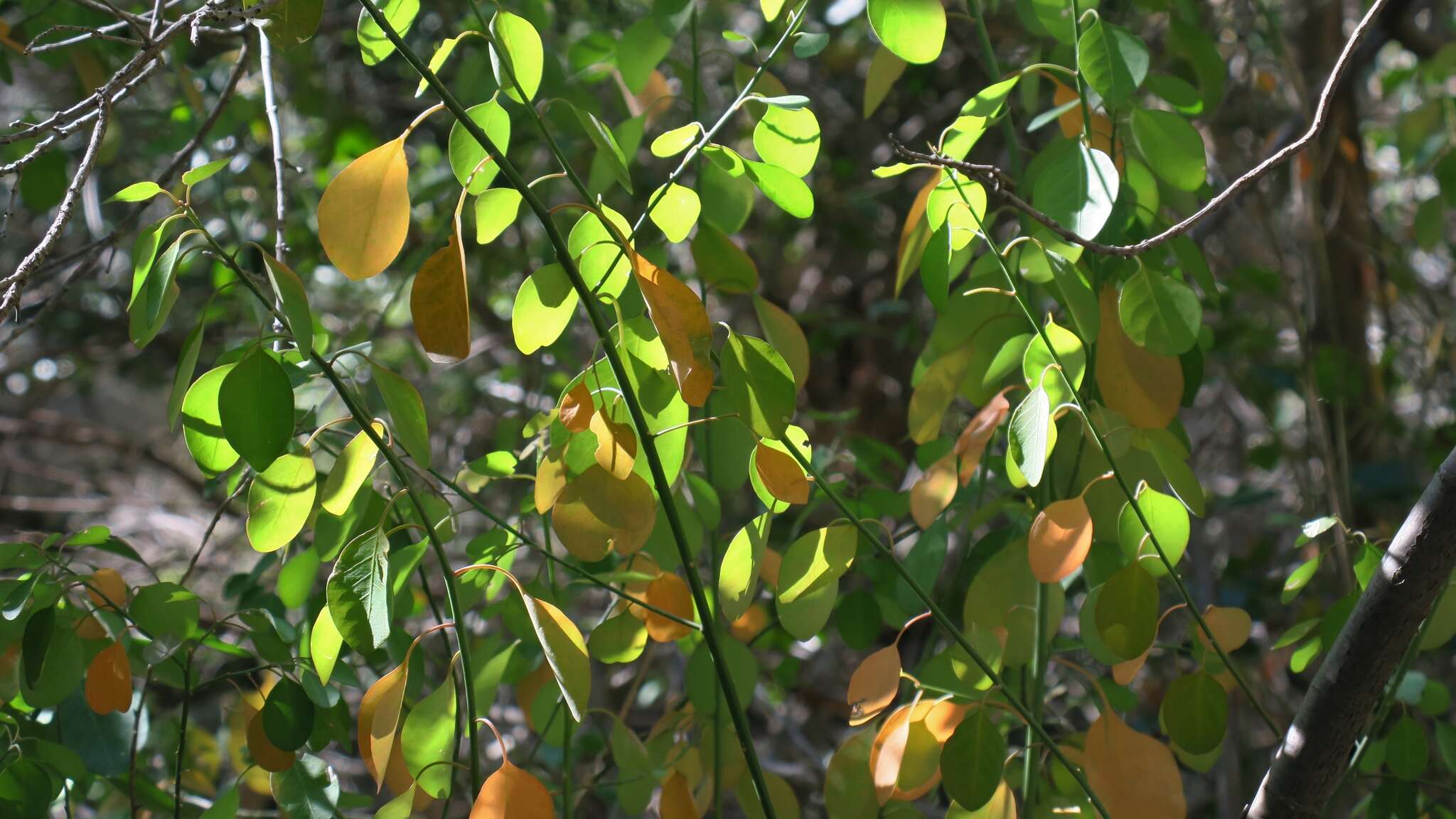 Image of Clutia pulchella var. pulchella