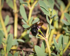 Image of Xylocopa darwini Cockerell 1926