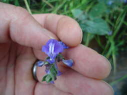 Sivun Scutellaria ovata subsp. bracteata (Benth.) Epling kuva