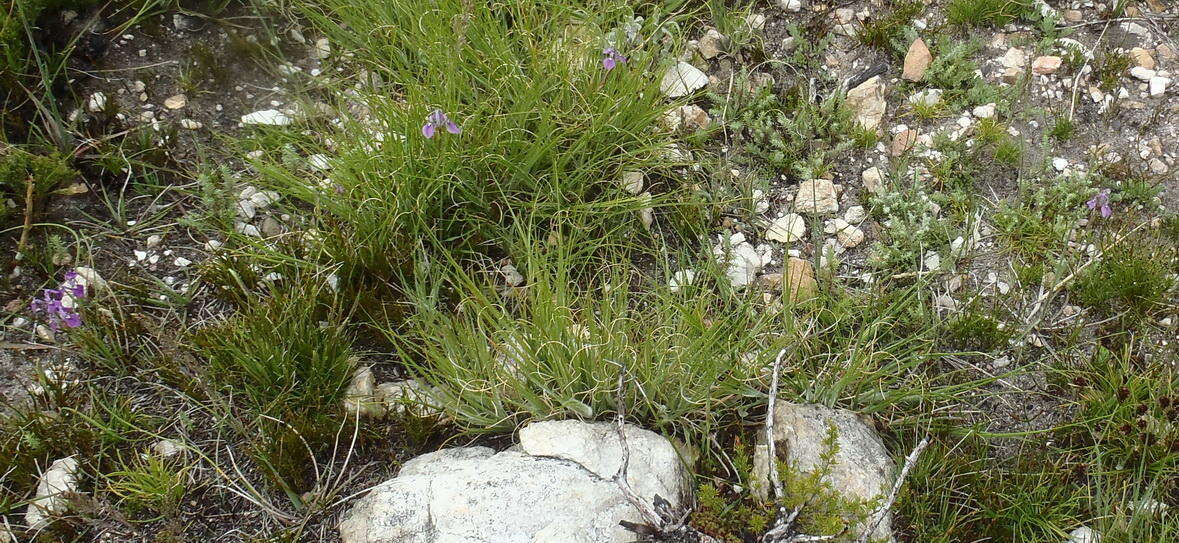 Image of Moraea tripetala subsp. tripetala