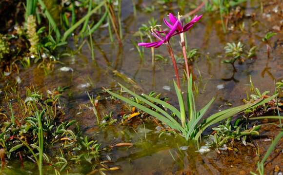 Image of Hesperantha oligantha (Diels) Goldblatt