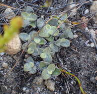 Image de Helichrysum rotundifolium (Thunb.) Less.