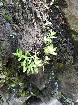 Image of stringy stonecrop