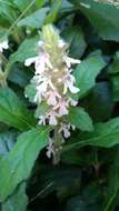 Image of Ajuga nipponensis Makino